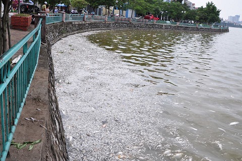 Tập trung mọi biện pháp xử lý tình hình cá chết tại Hồ Tây